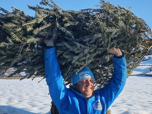A Sue Ryder Treecycling volunteer walking through the snow, holding a Christmas tree above their head