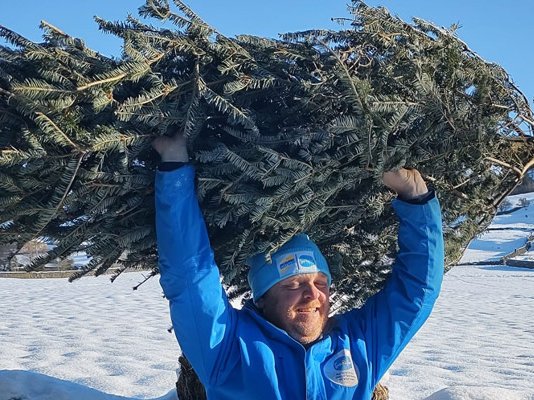 A Sue Ryder Treecycling volunteer walking through the snow, holding a Christmas tree above their head