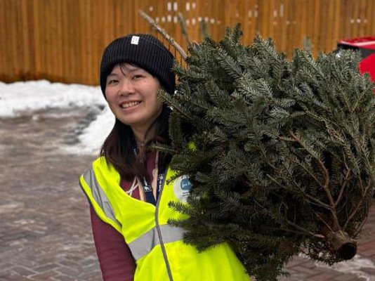 A Sue Ryder Treecycling volunteer carrying a Christmas tree to the collection van