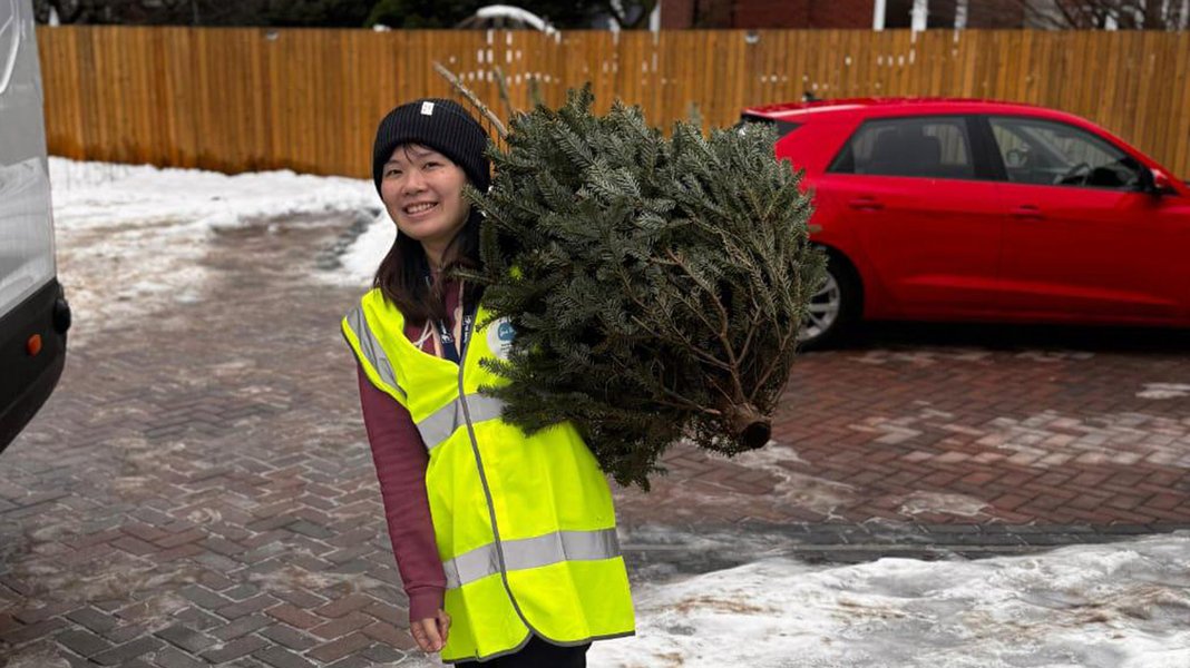 A Sue Ryder Treecycling volunteer carrying a Christmas tree to the collection van
