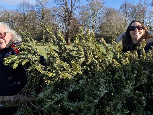Two Sue Ryder Treecycling volunteers carrying a Christmas tree together