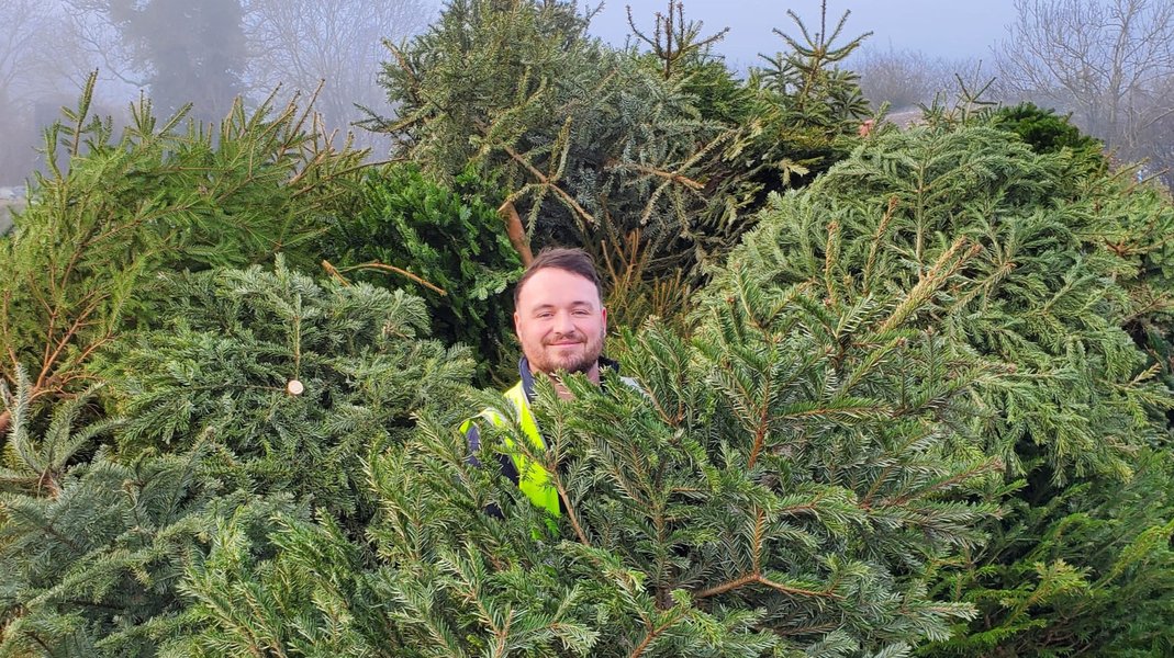 A smiling Sue Ryder Treecycling volunteer surrounded by Christmas trees